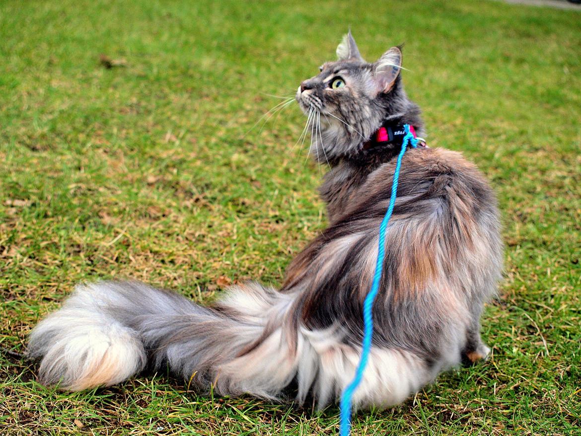 Blanding af racer Kayla - Velkommen til min profil, (ps. jeg bruger normalt ikke halsbånd) billede 1