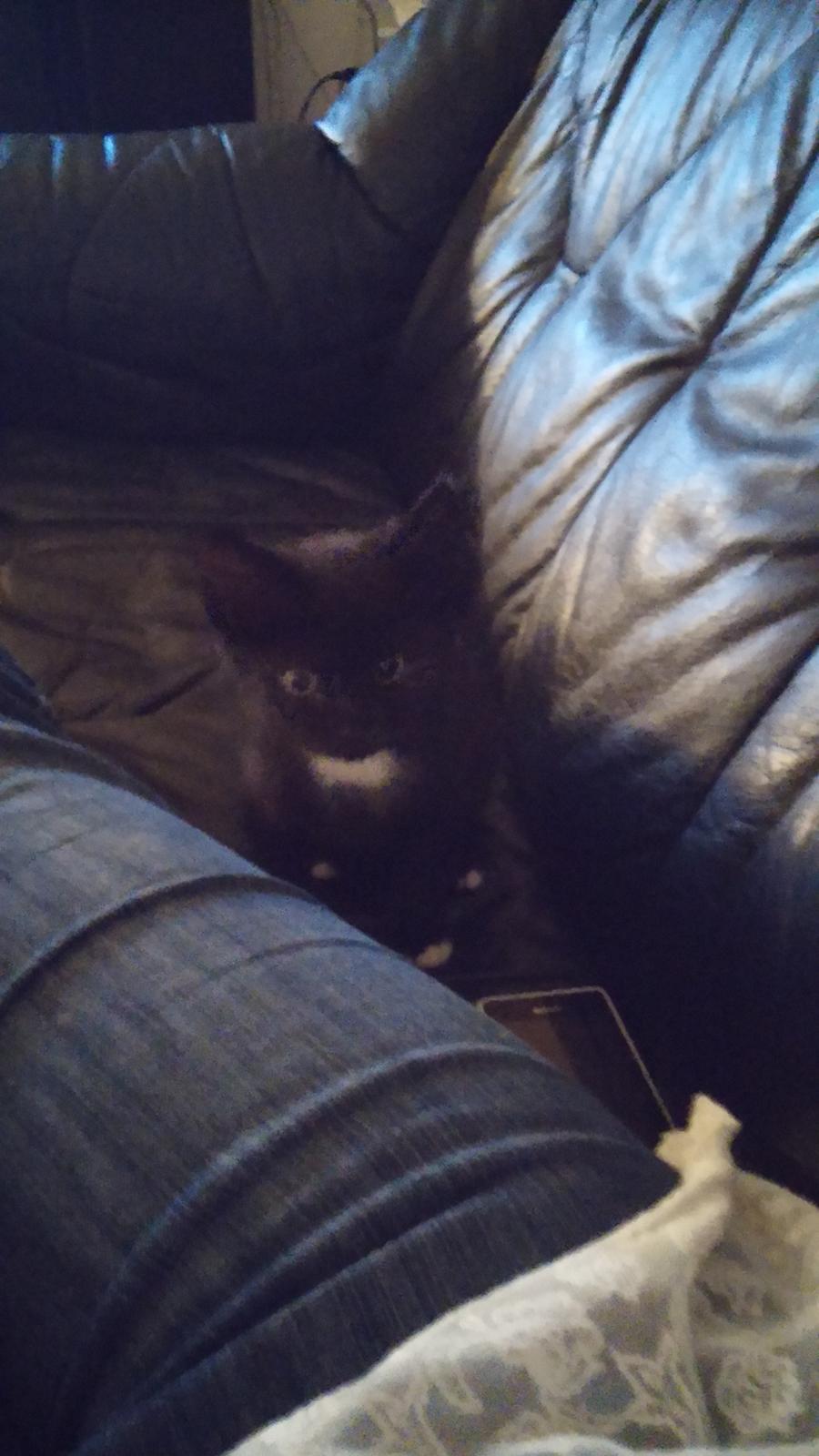 Huskat Laban billede 1