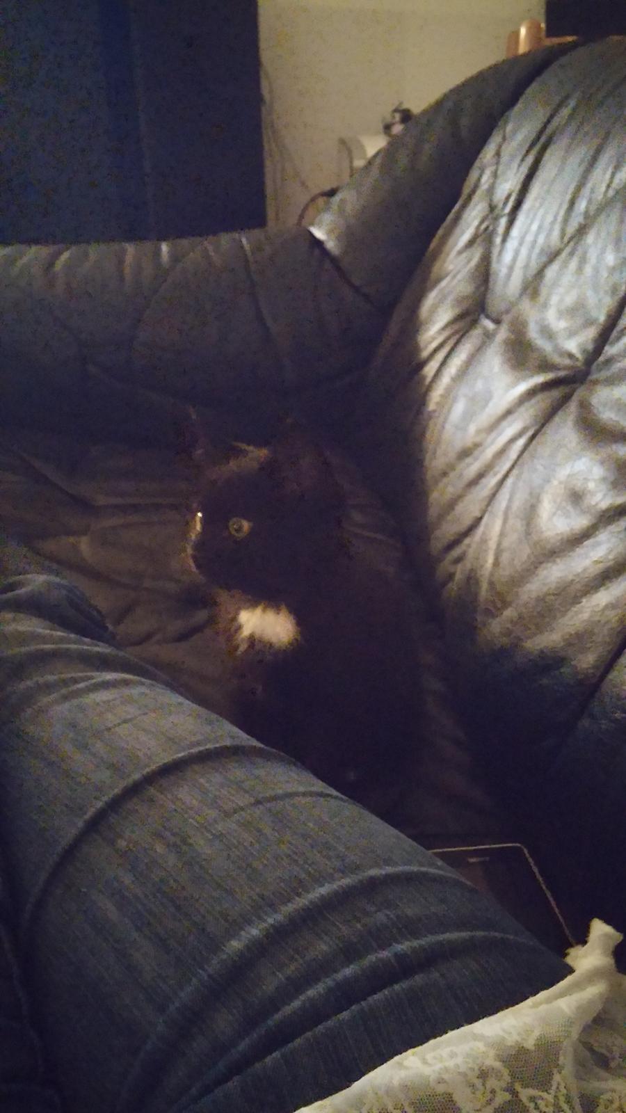 Huskat Laban billede 2