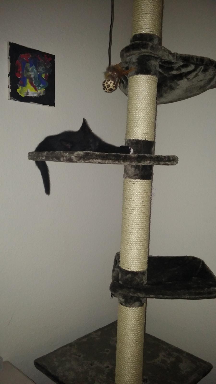 Huskat Laban billede 3