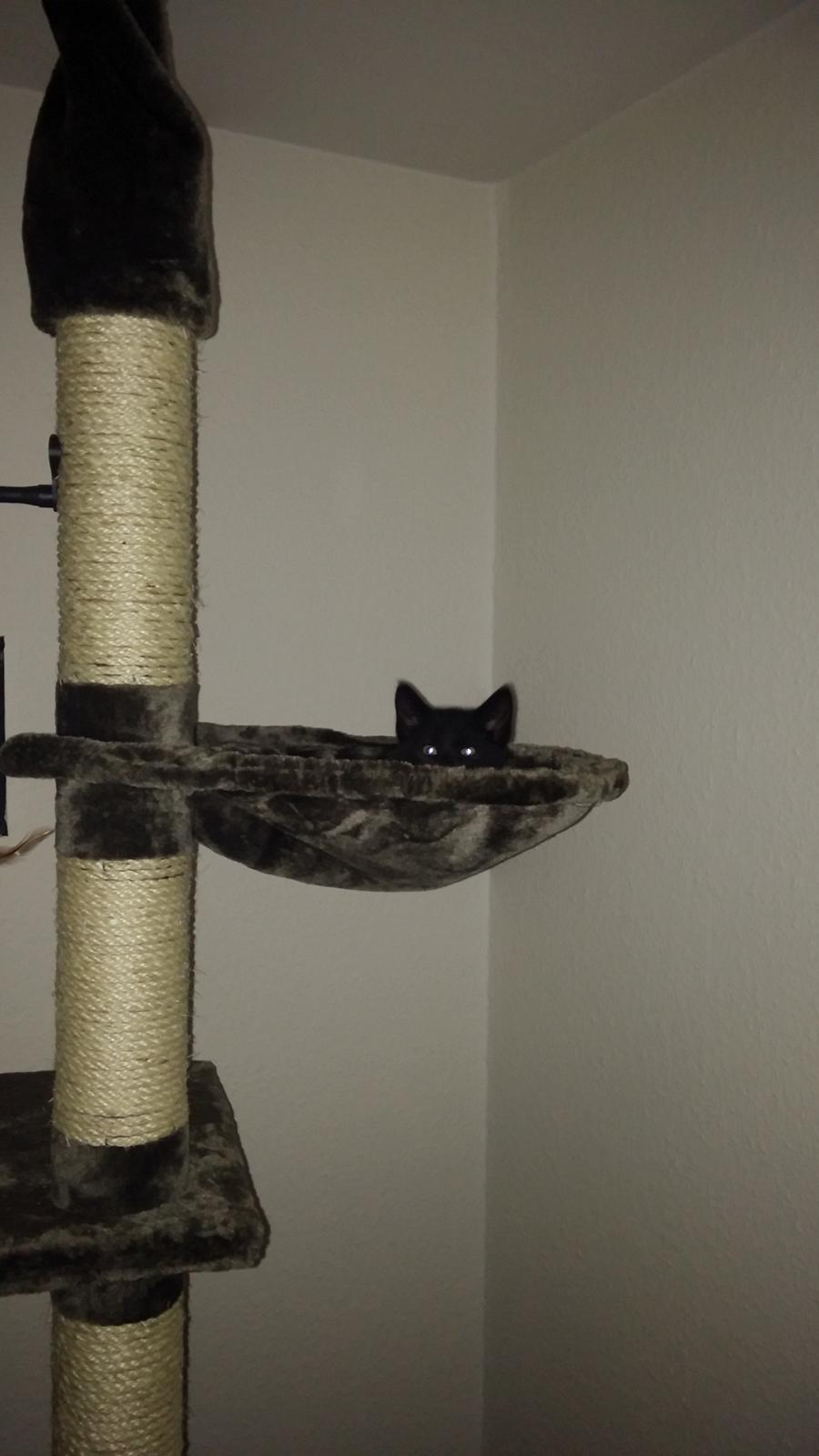 Huskat Laban billede 4