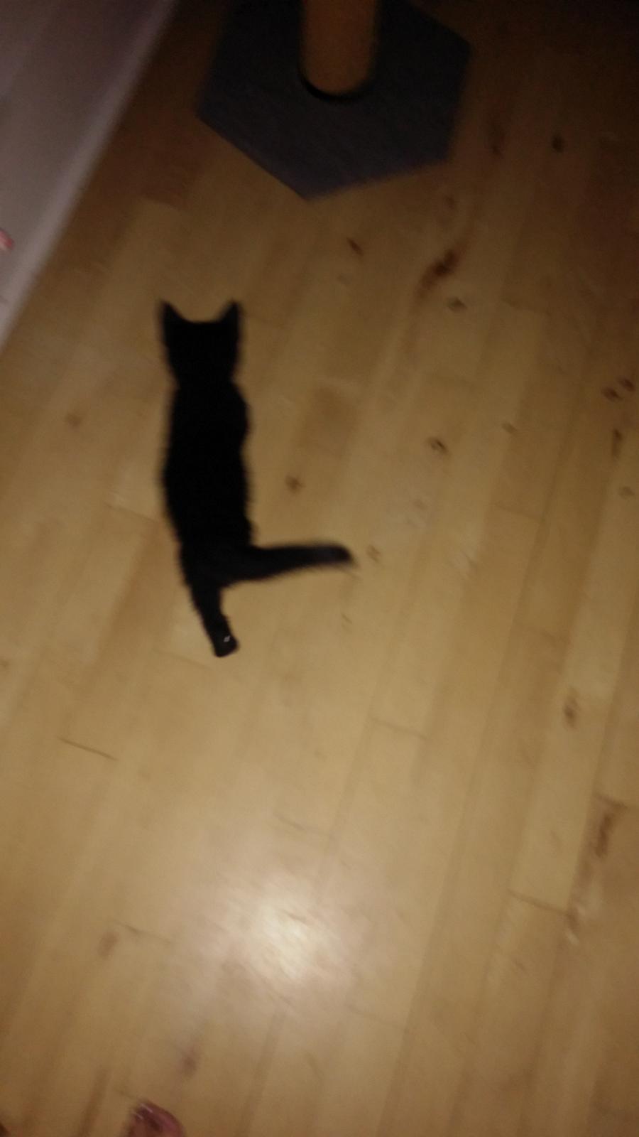 Huskat Laban billede 5