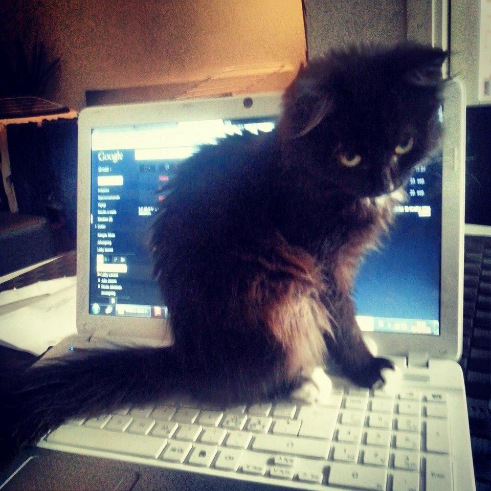 Blanding af racer Pjevs billede 16