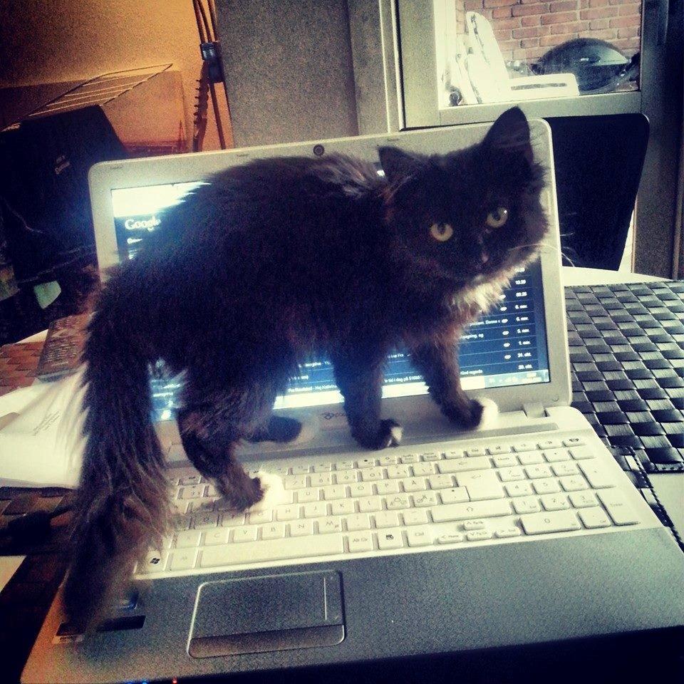 Blanding af racer Pjevs - Bare rolig mor, har jeg helt styr på dette her computer ting ting ..  billede 18