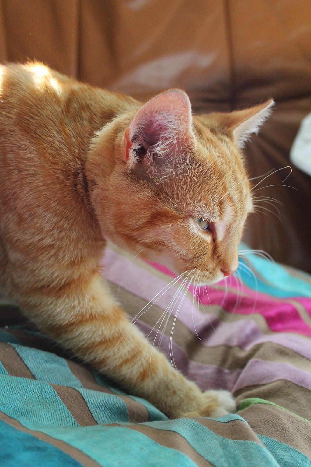 Huskat Kitkat (Mizz) R.I.P billede 14