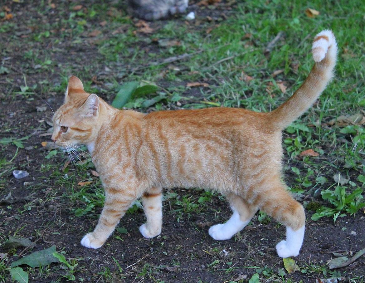 Huskat Kitkat (Mizz) R.I.P billede 18