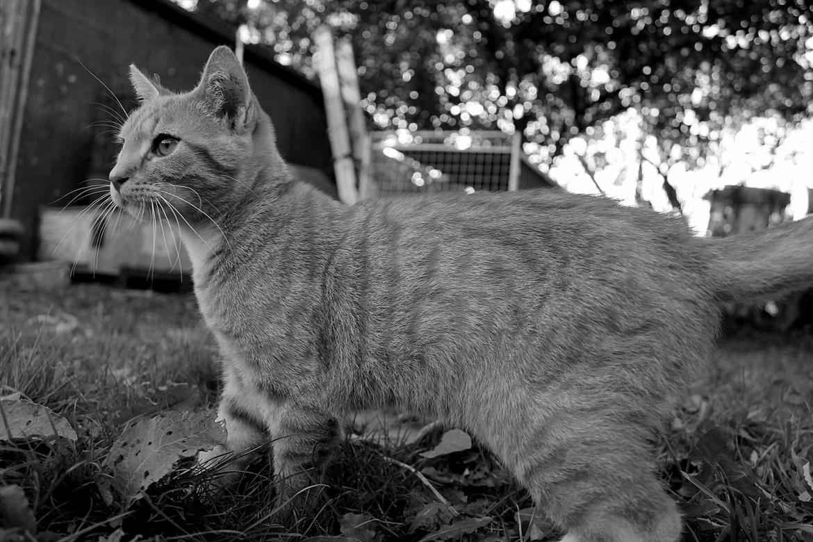 Huskat Kitkat (Mizz) R.I.P billede 16