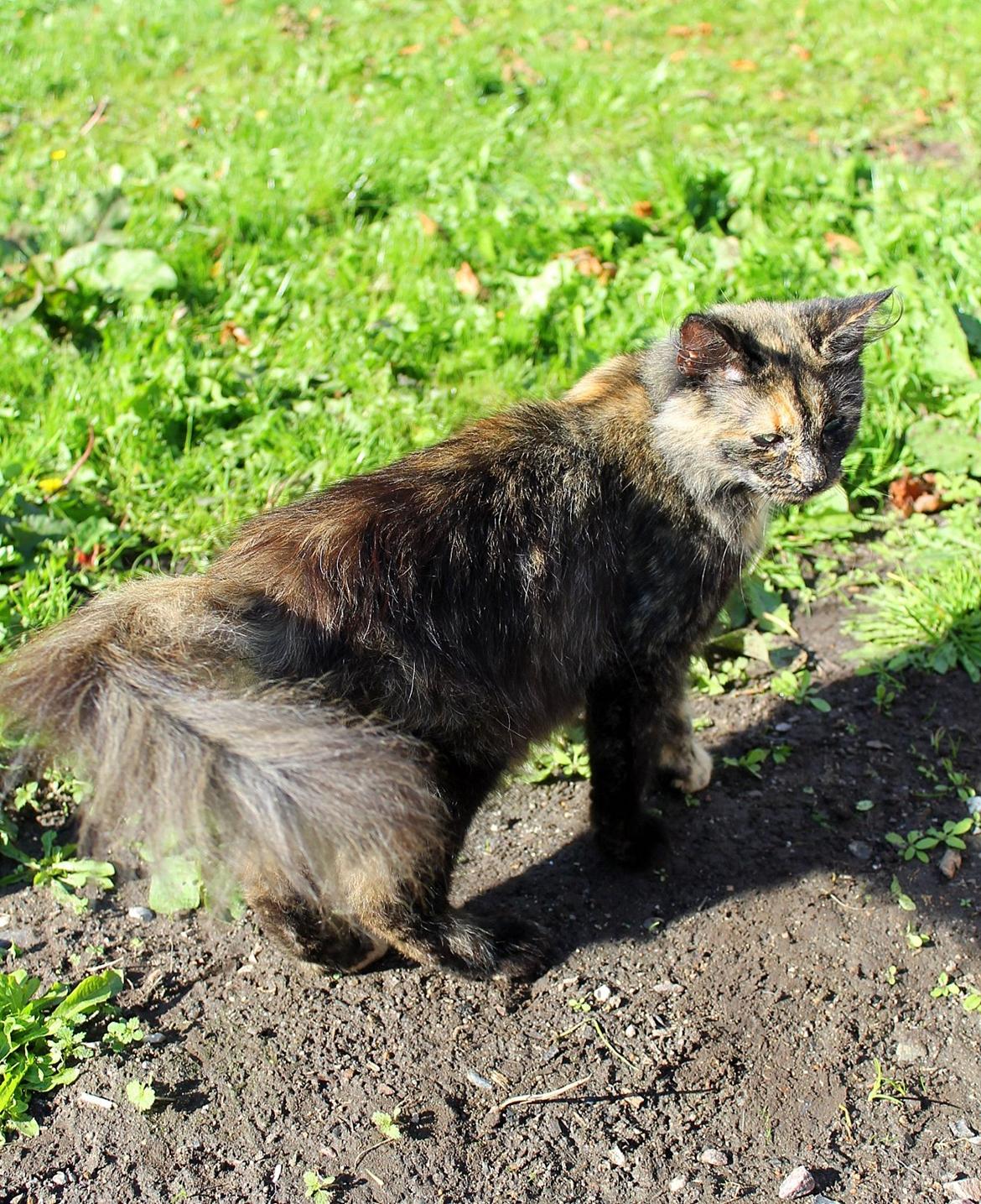 Norsk Skovkat Sannemizz (Himmelkat) billede 14