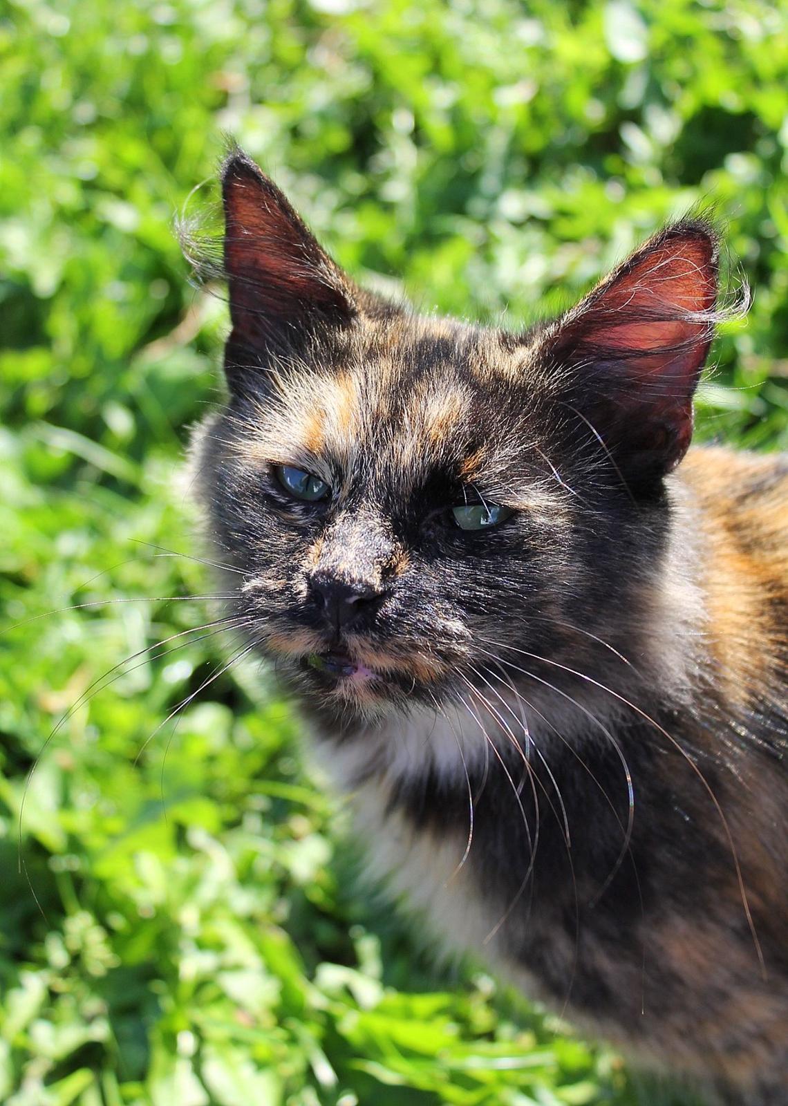 Norsk Skovkat Sannemizz (Himmelkat) billede 9