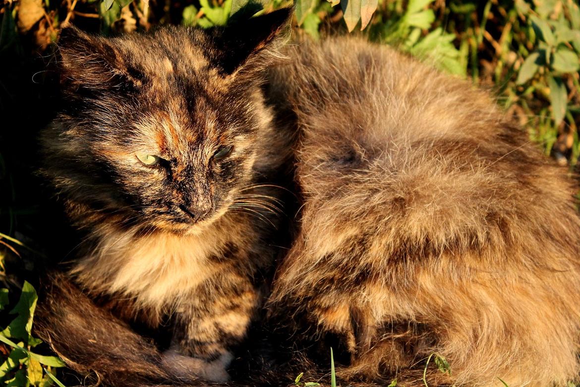 Norsk Skovkat Sannemizz (Himmelkat) billede 6