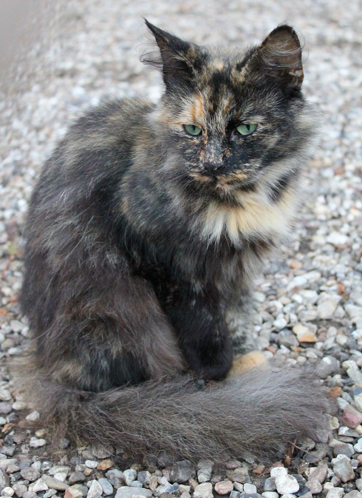 Norsk Skovkat Sannemizz (Himmelkat) billede 11