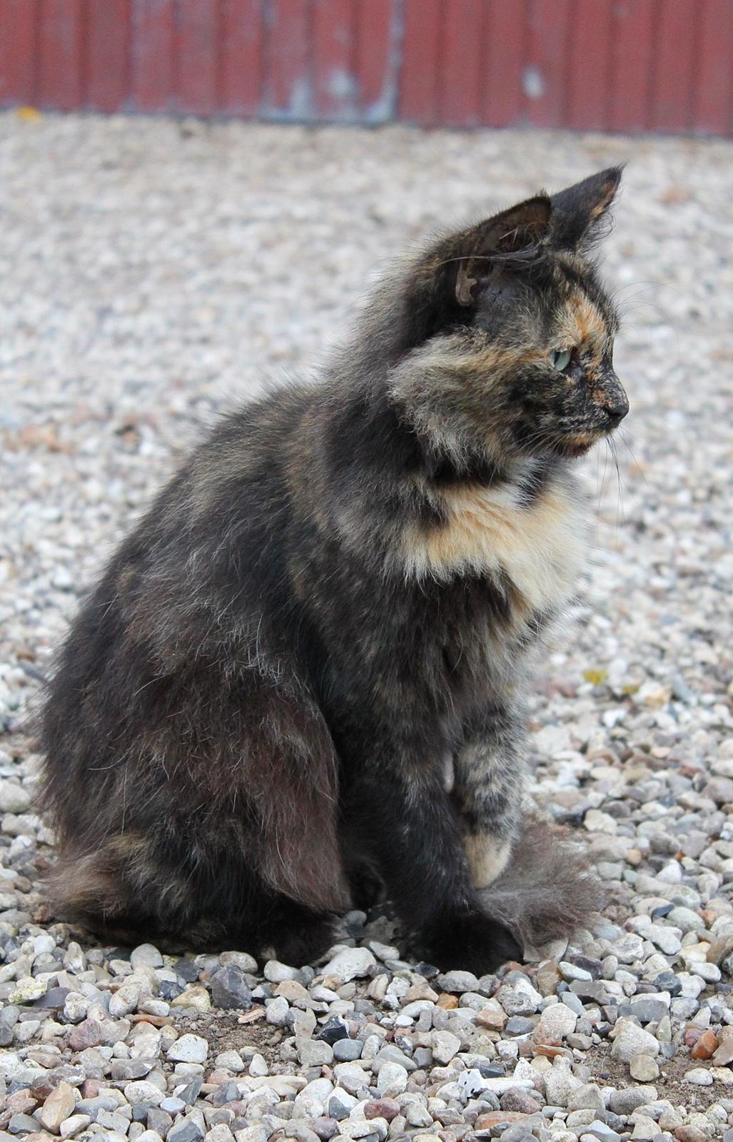 Norsk Skovkat Sannemizz (Himmelkat) billede 12