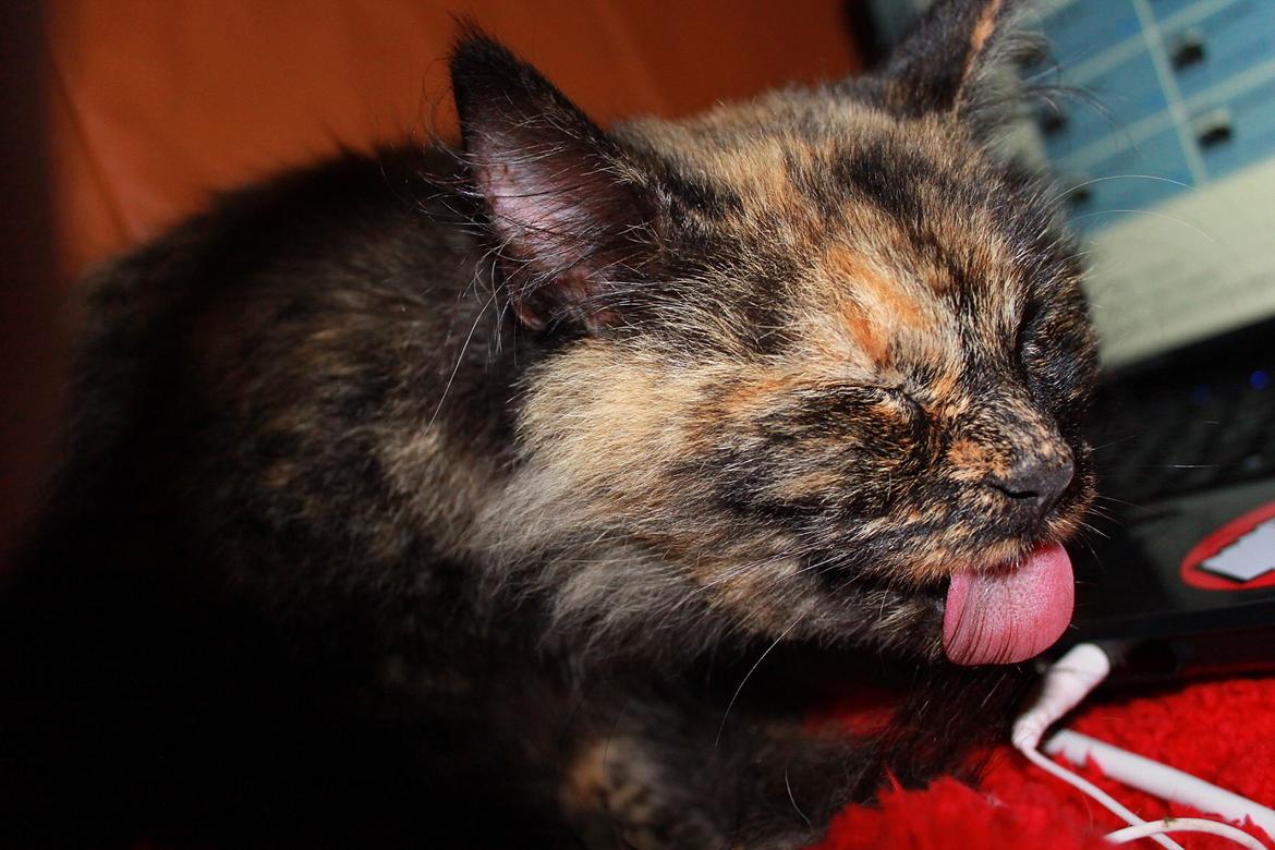 Norsk Skovkat Sannemizz (Himmelkat) billede 7