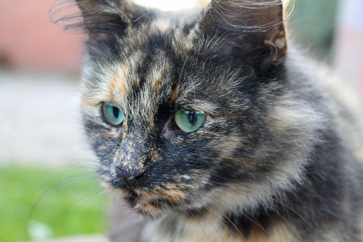 Norsk Skovkat Sannemizz (Himmelkat) billede 3