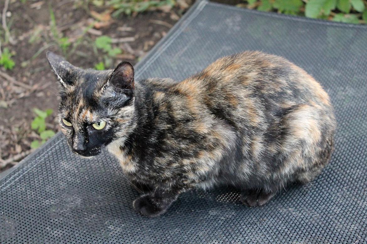 Huskat Bøllemizz billede 6