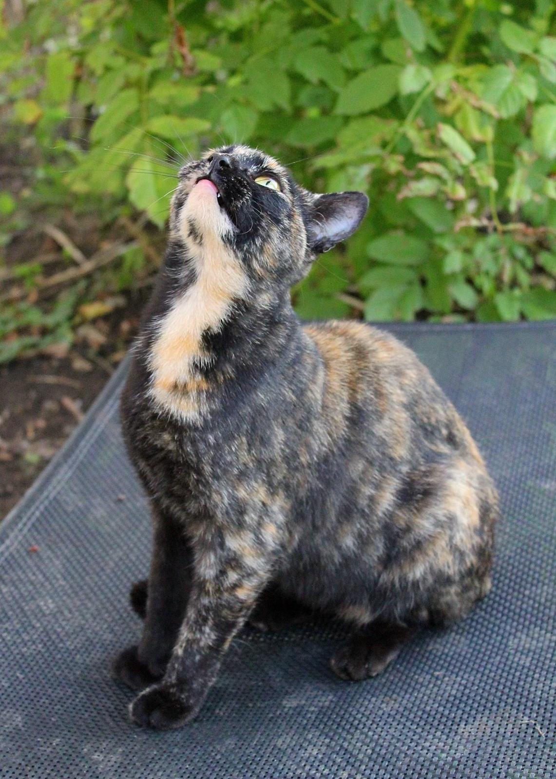 Huskat Bøllemizz billede 4