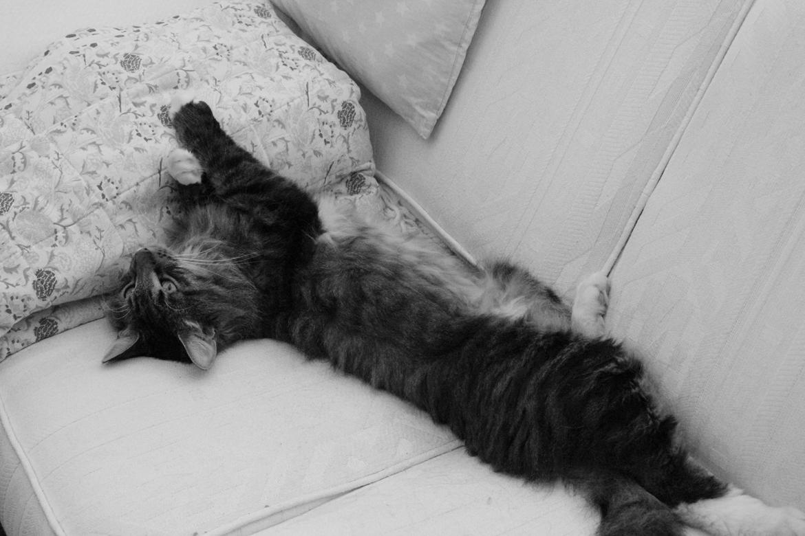 Blanding af racer Tiger - Han elsker at ligge og fylde hele sofaen.  billede 1