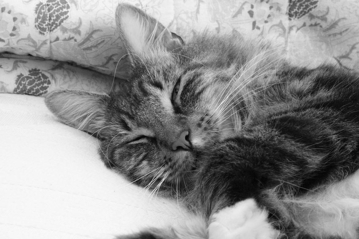 Blanding af racer Tiger billede 2