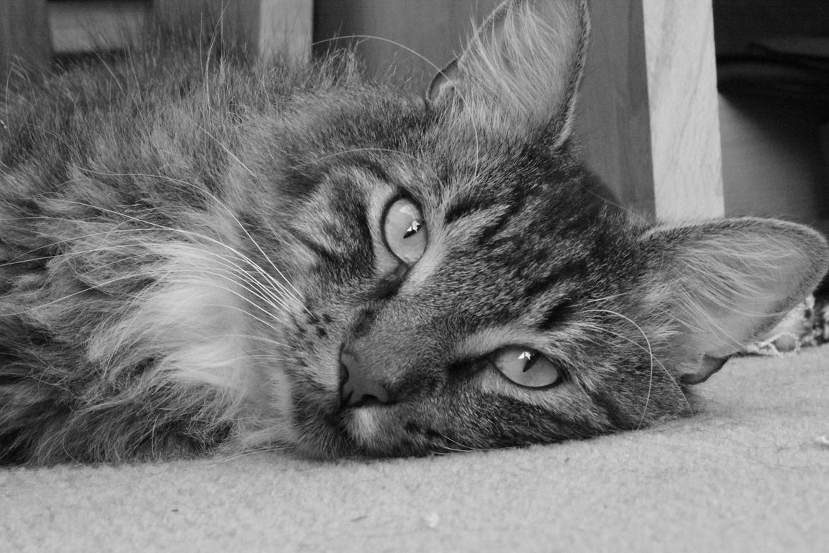 Blanding af racer Tiger billede 3