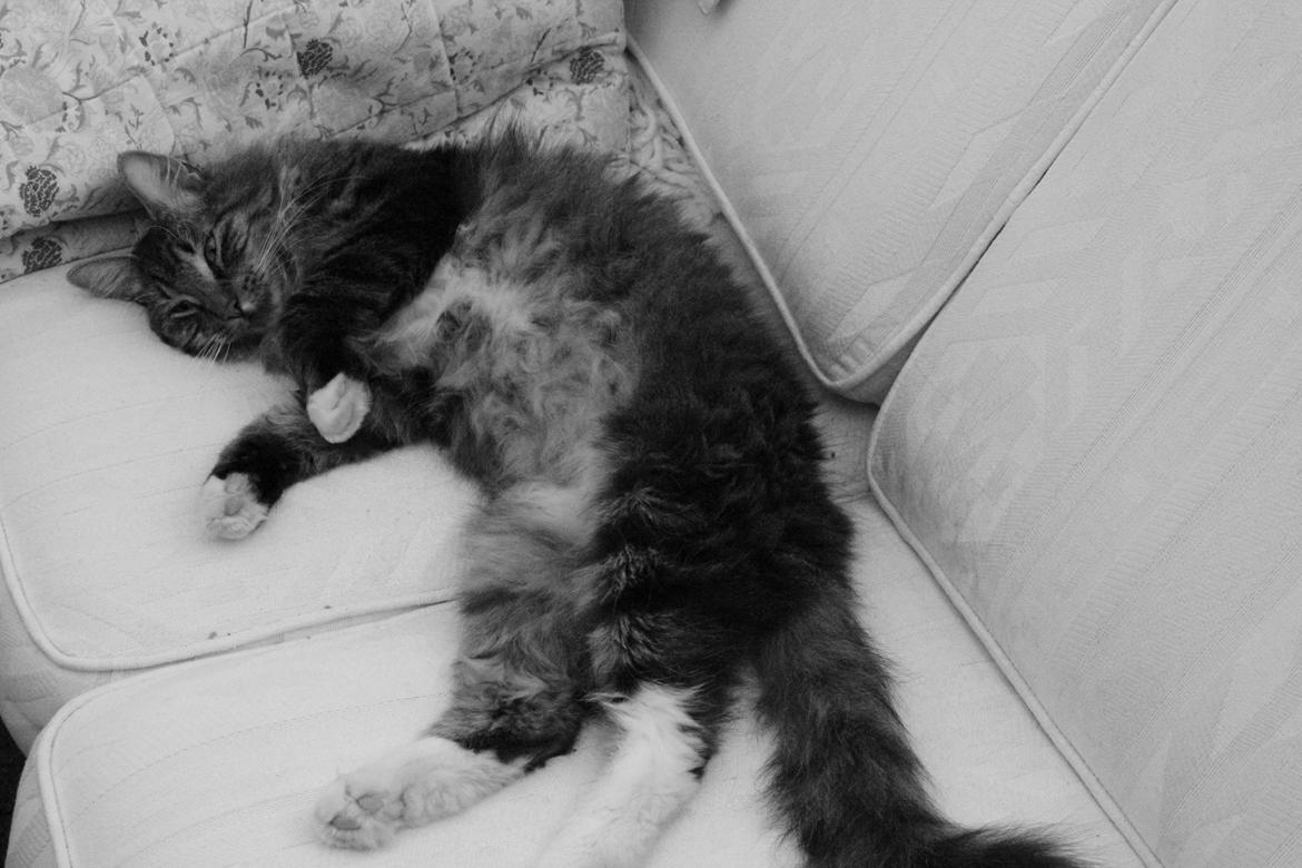 Blanding af racer Tiger billede 4