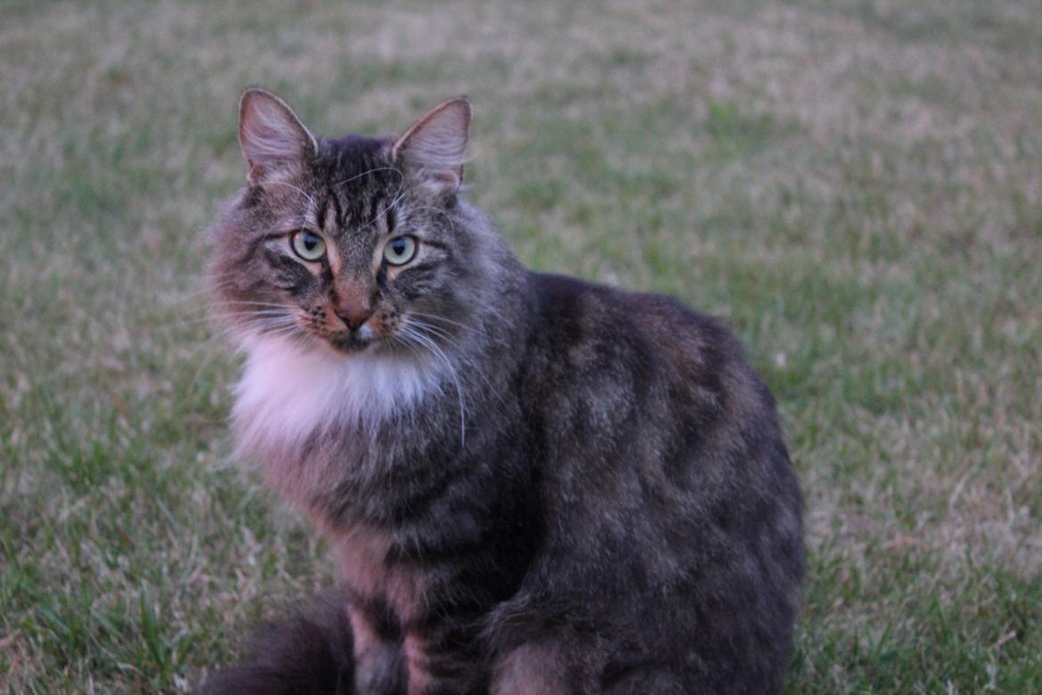 Blanding af racer Tiger billede 5