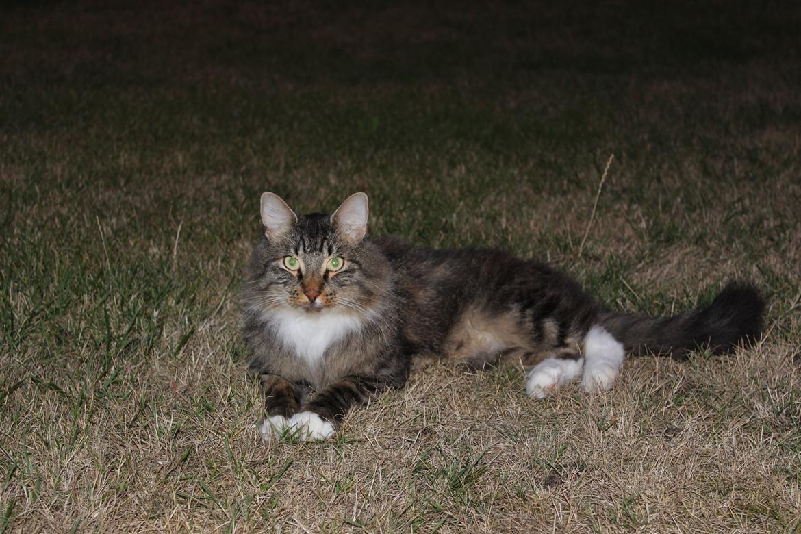 Blanding af racer Tiger billede 6