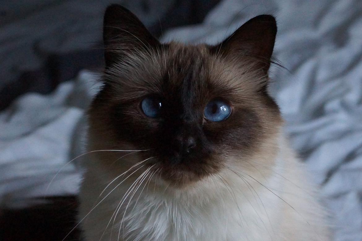 Hellig Birma Pifuni´s Emily billede 11