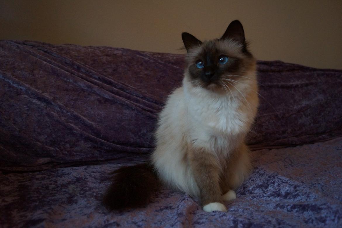 Hellig Birma Pifuni´s Emily billede 14