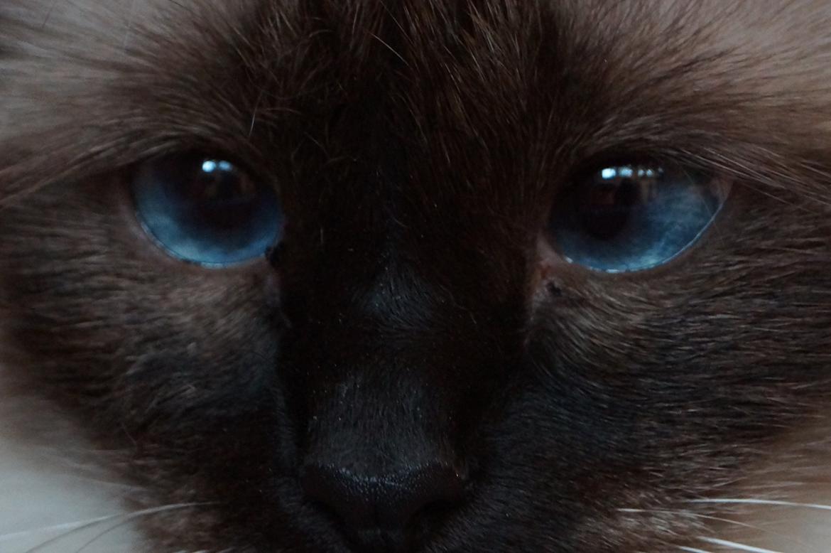 Hellig Birma Pifuni´s Emily billede 15