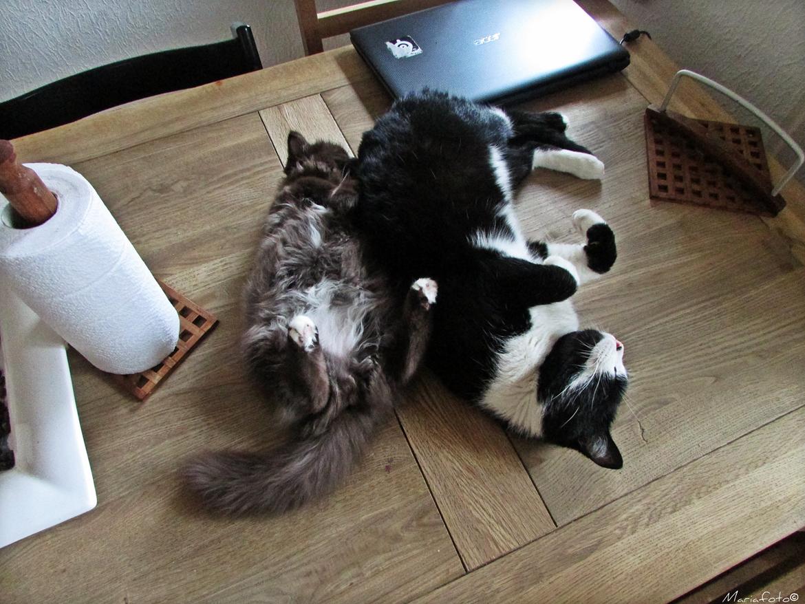 Blanding af racer ~ Cocio - 23.10.2013. Tager lige en slapper med Coke. billede 16