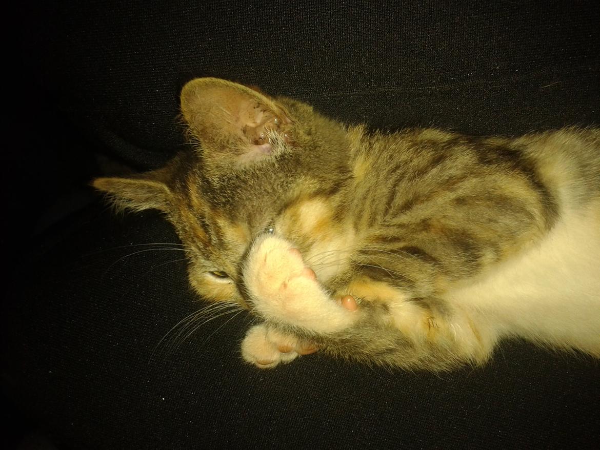 Blanding af racer Miv billede 15