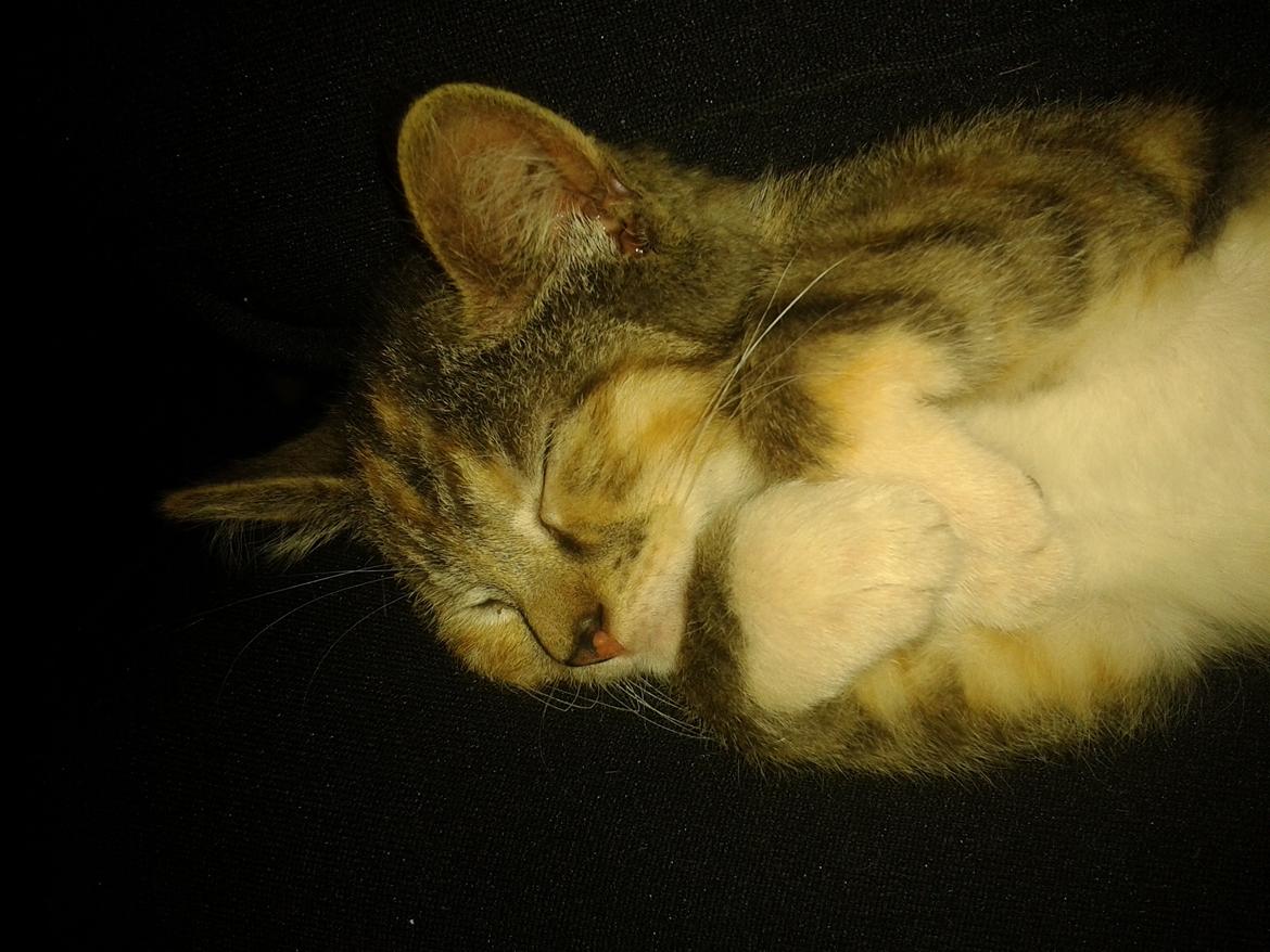 Blanding af racer Miv billede 16