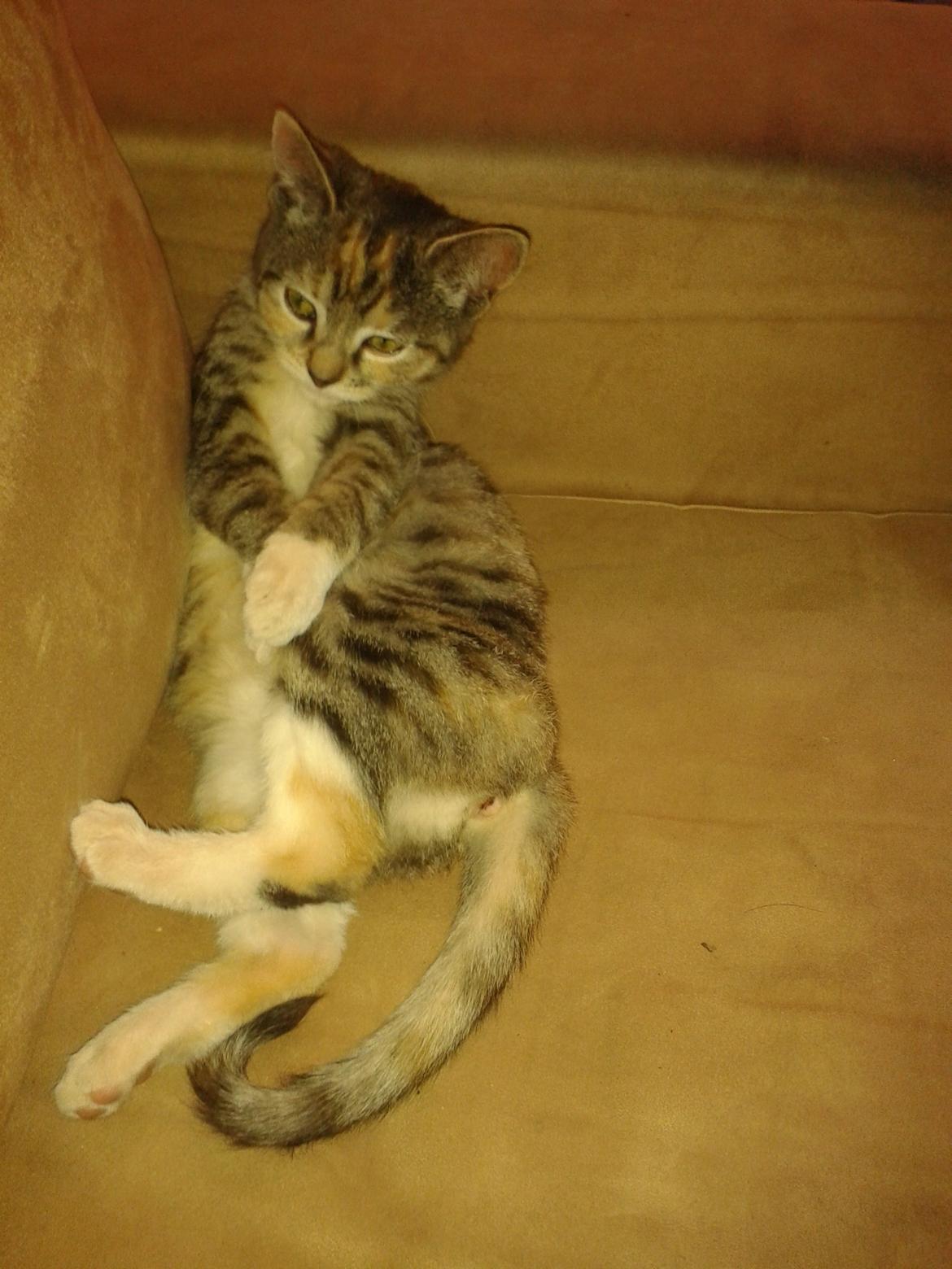 Blanding af racer Miv billede 17