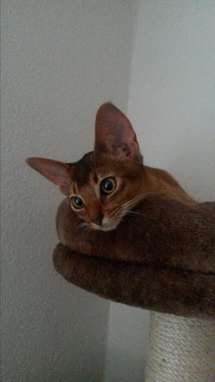 Abyssinier Exige af Khartoum billede 4