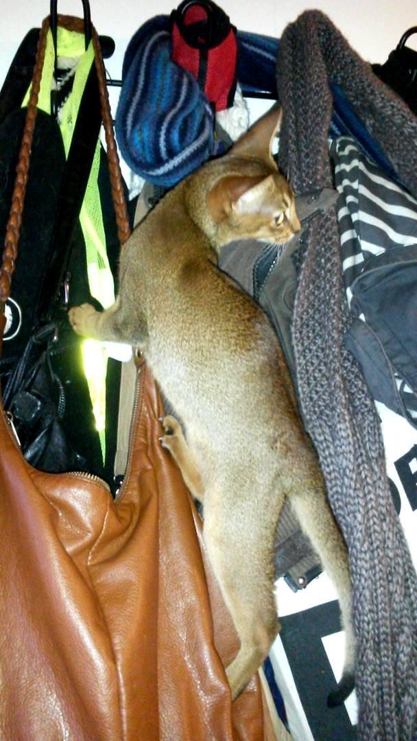 Abyssinier Exige af Khartoum billede 5