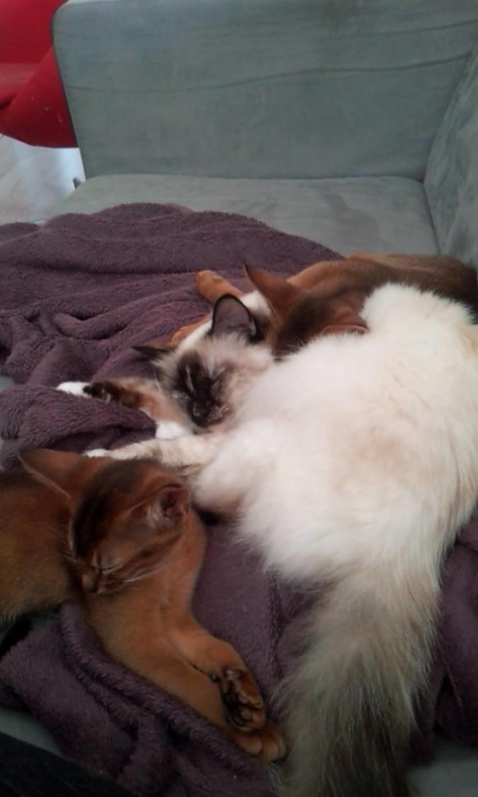 Abyssinier Exige af Khartoum billede 6