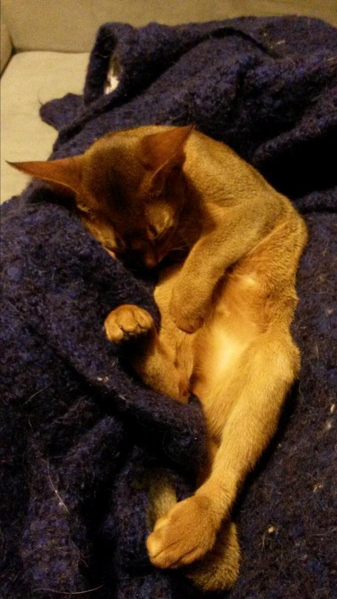 Abyssinier Exige af Khartoum billede 7