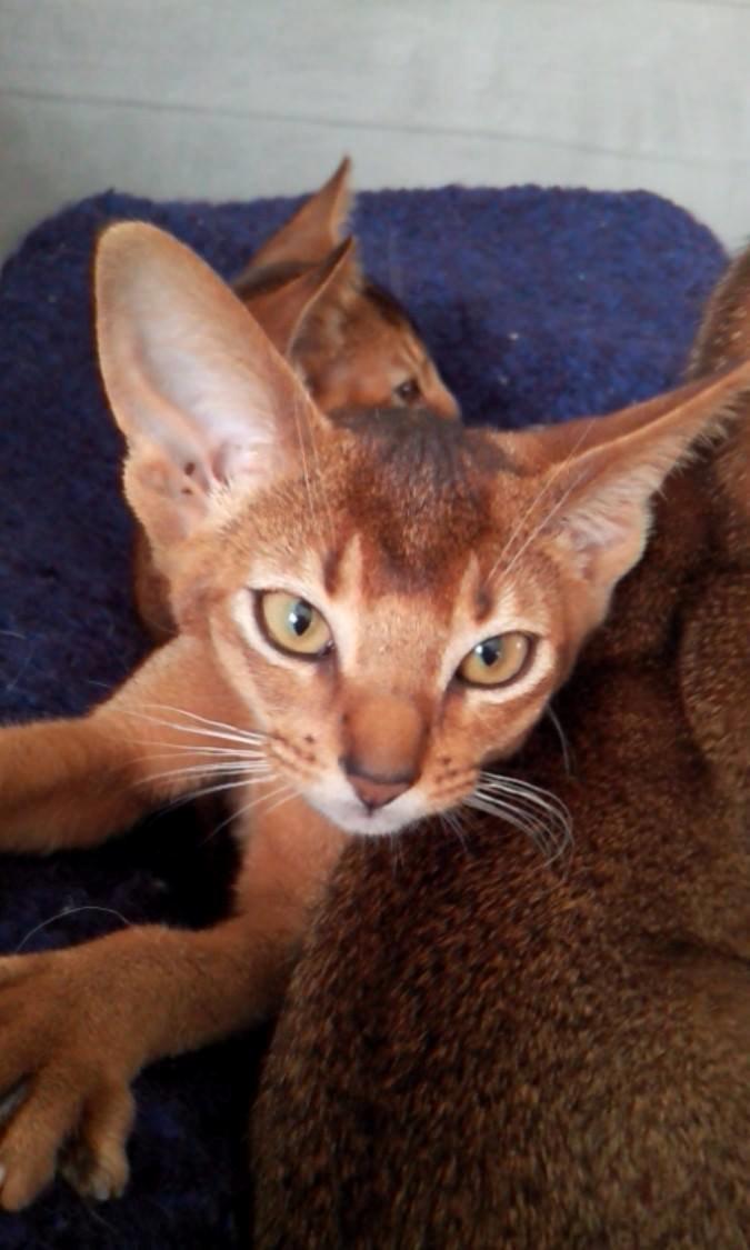 Abyssinier Exige af Khartoum billede 8