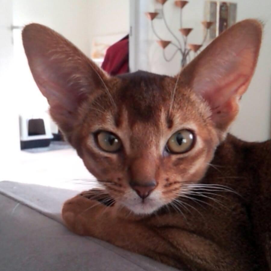 Abyssinier Exige af Khartoum billede 9