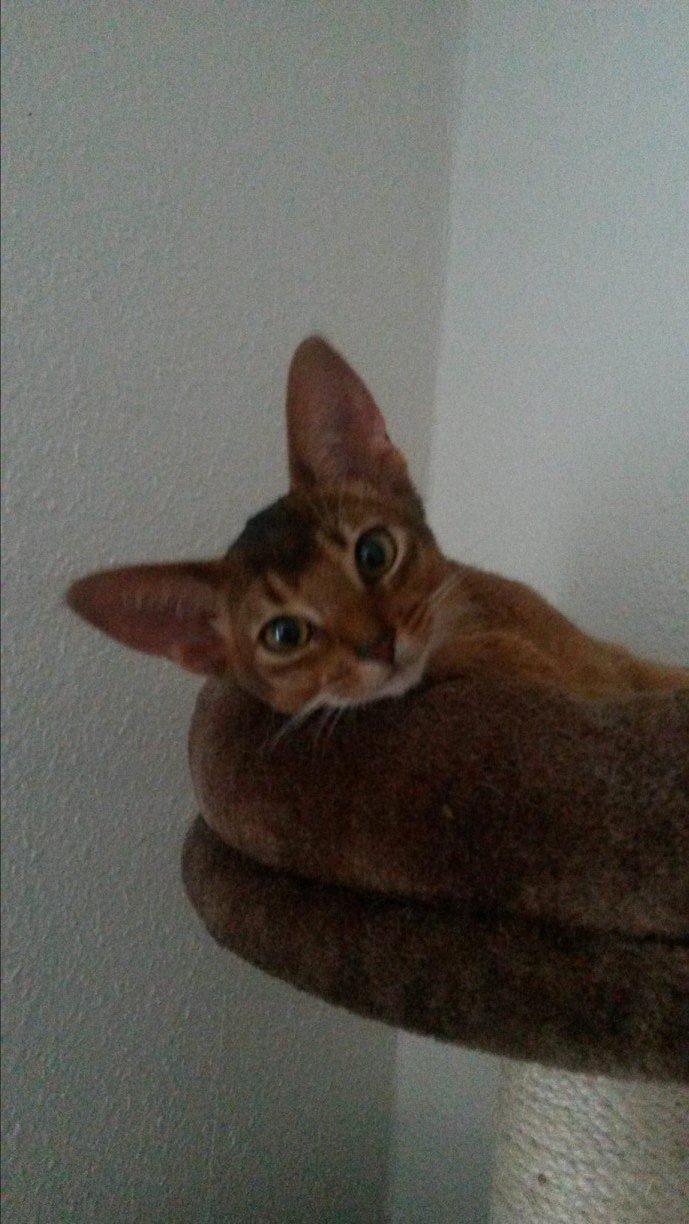 Abyssinier Exige af Khartoum billede 10