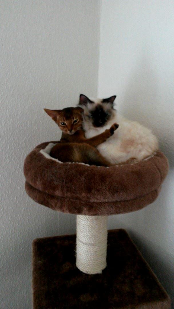 Abyssinier Exige af Khartoum billede 11