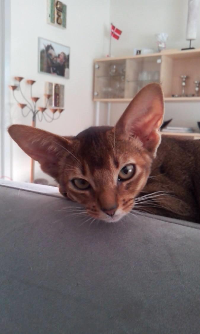 Abyssinier Exige af Khartoum billede 12