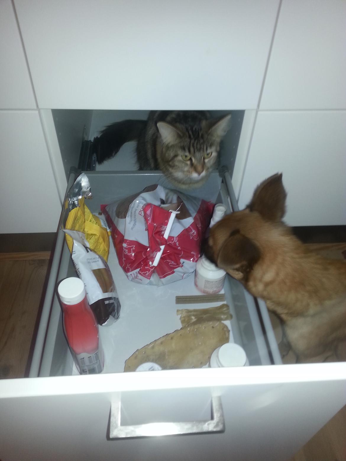 Maine Coon Trille - Hun  har fundet ud af hvor slik skuffen er :-D billede 8