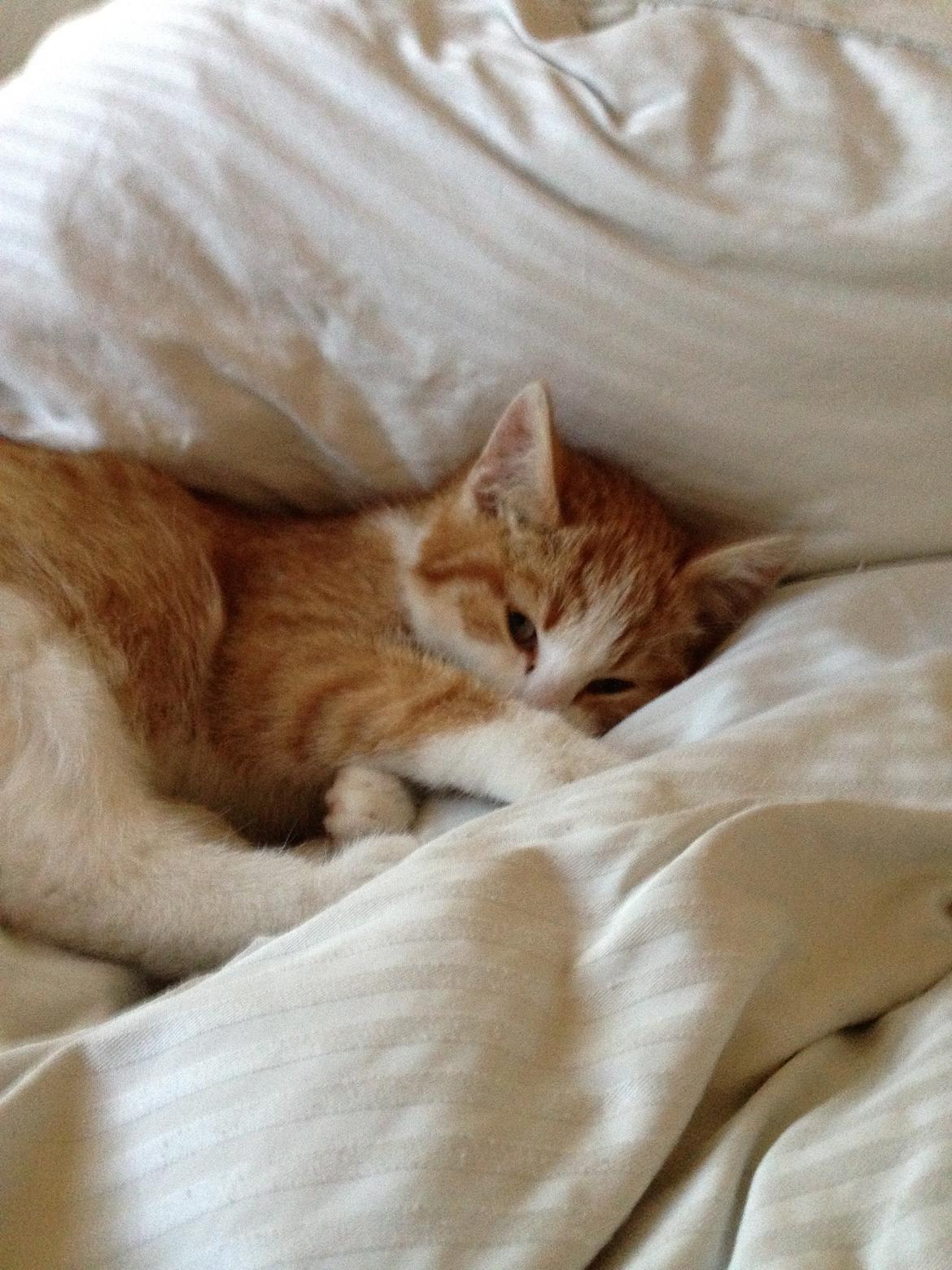 Huskat Anakin - Første uge i hans nye hjem. billede 6