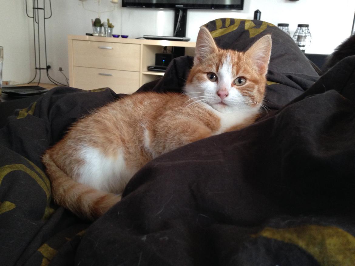 Huskat Anakin - Første uge i hans nye hjem. billede 7