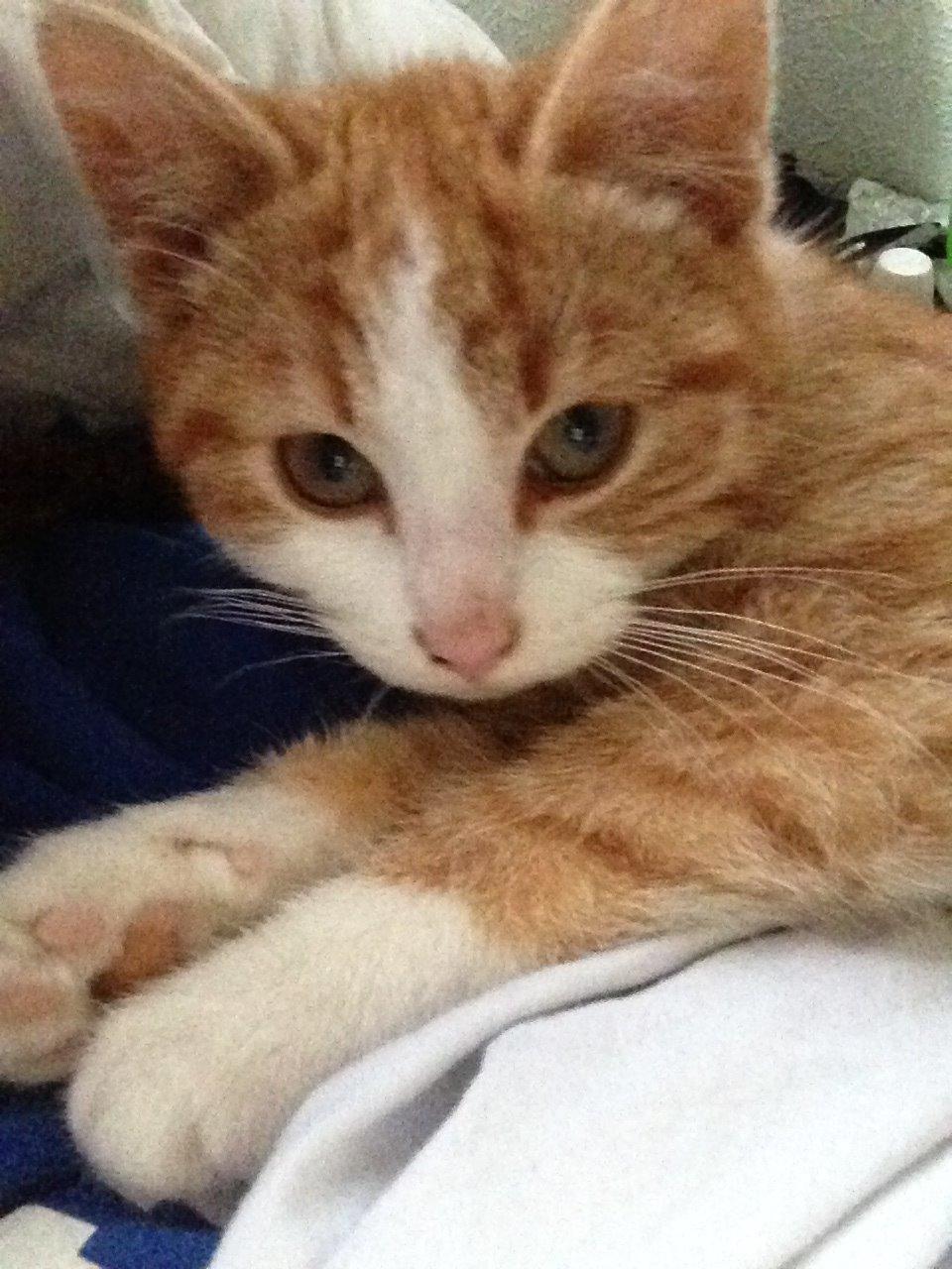 Huskat Anakin - Første uge i hans nye hjem. billede 8