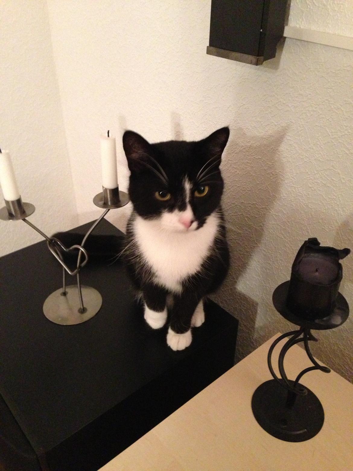 Blanding af racer Messerschmidt billede 2