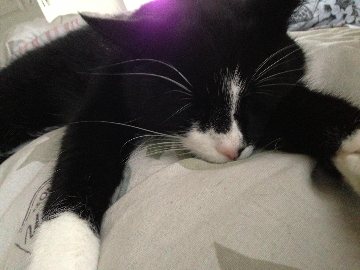 Blanding af racer Messerschmidt billede 10