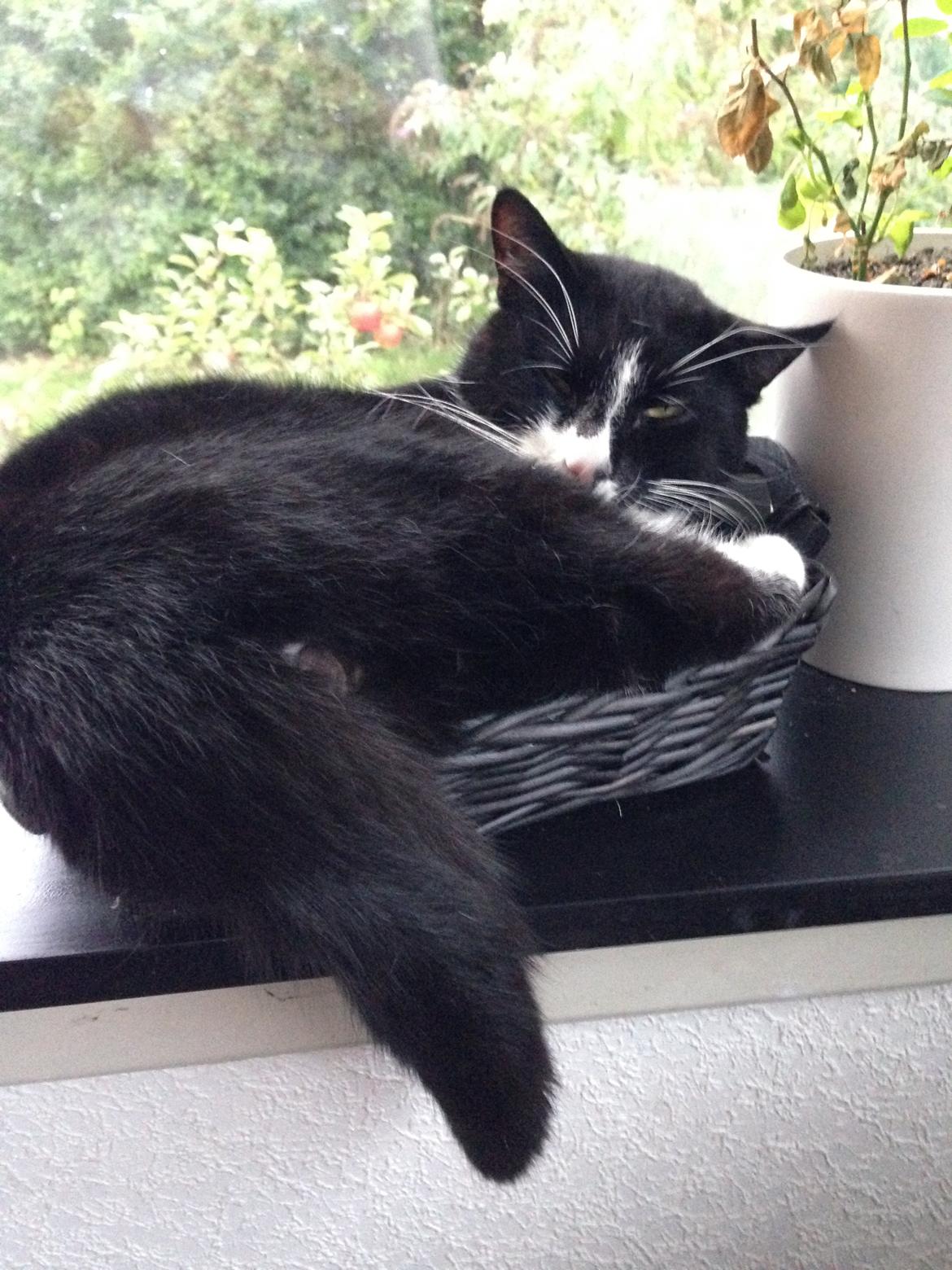 Blanding af racer Messerschmidt billede 11