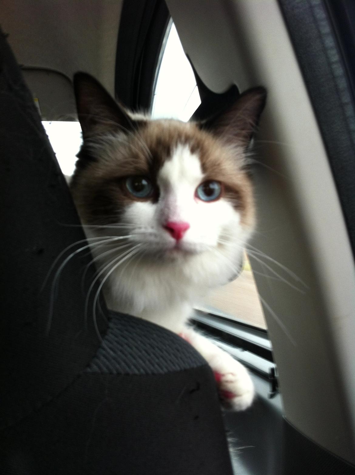 Blanding af racer Silke - kører i bil :P billede 6